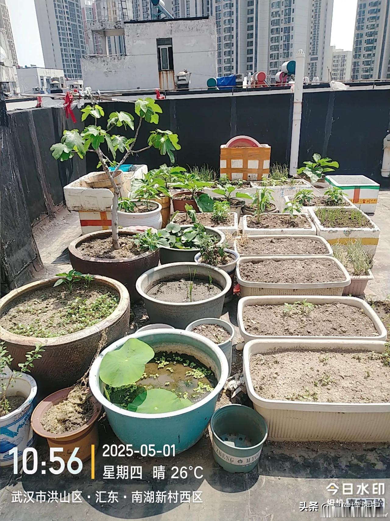 感觉今年又是个旱年，总是说春雨绵绵，今年是一雨难求，更不要说接连下几天雨。
缸里