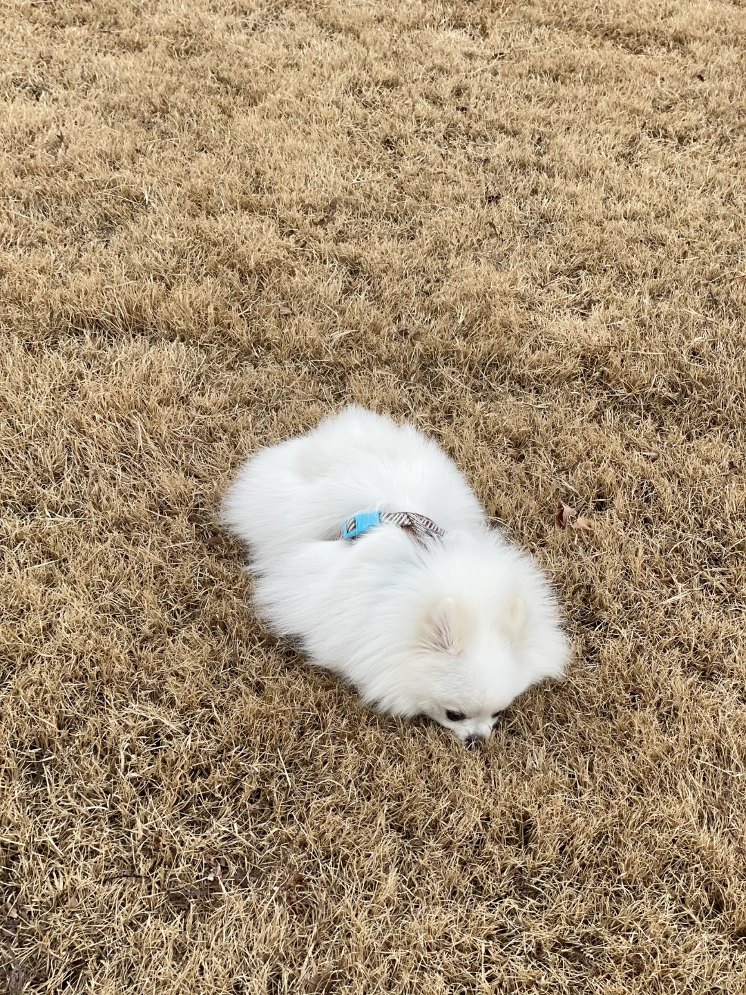 看不见我看不见我藏猫猫🐈‍