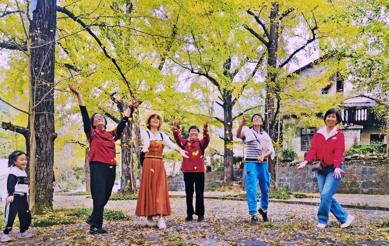 《秋游桂林兴安张家崎村》#桂林旅行# 秋至张家崎村， 村口银杏参天， 树叶似蝶飞