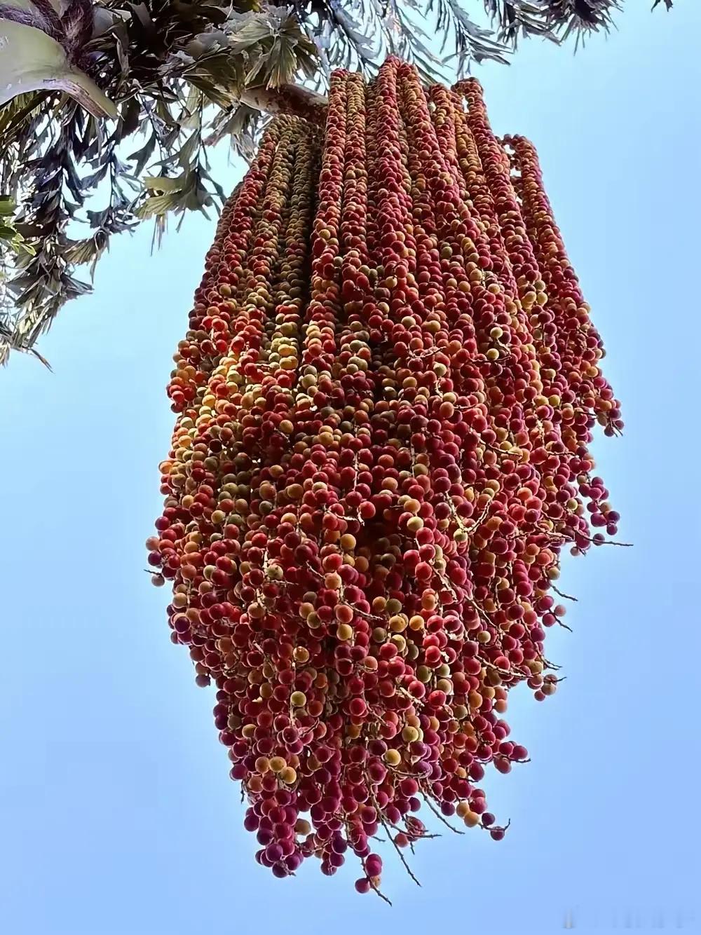 有认识这个的吗，能说出它的名字吗？ 