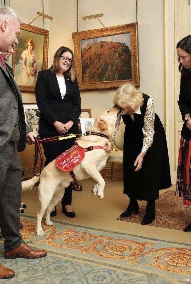 卡米拉王后 【news】王后，医疗侦测犬赞助人，于 2026年2月3日在克拉伦斯