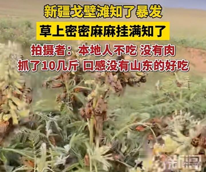 新疆戈壁滩知了扎堆“搞团建”
谁能想到，茫茫戈壁如今成了知了的快乐家园！近期新疆