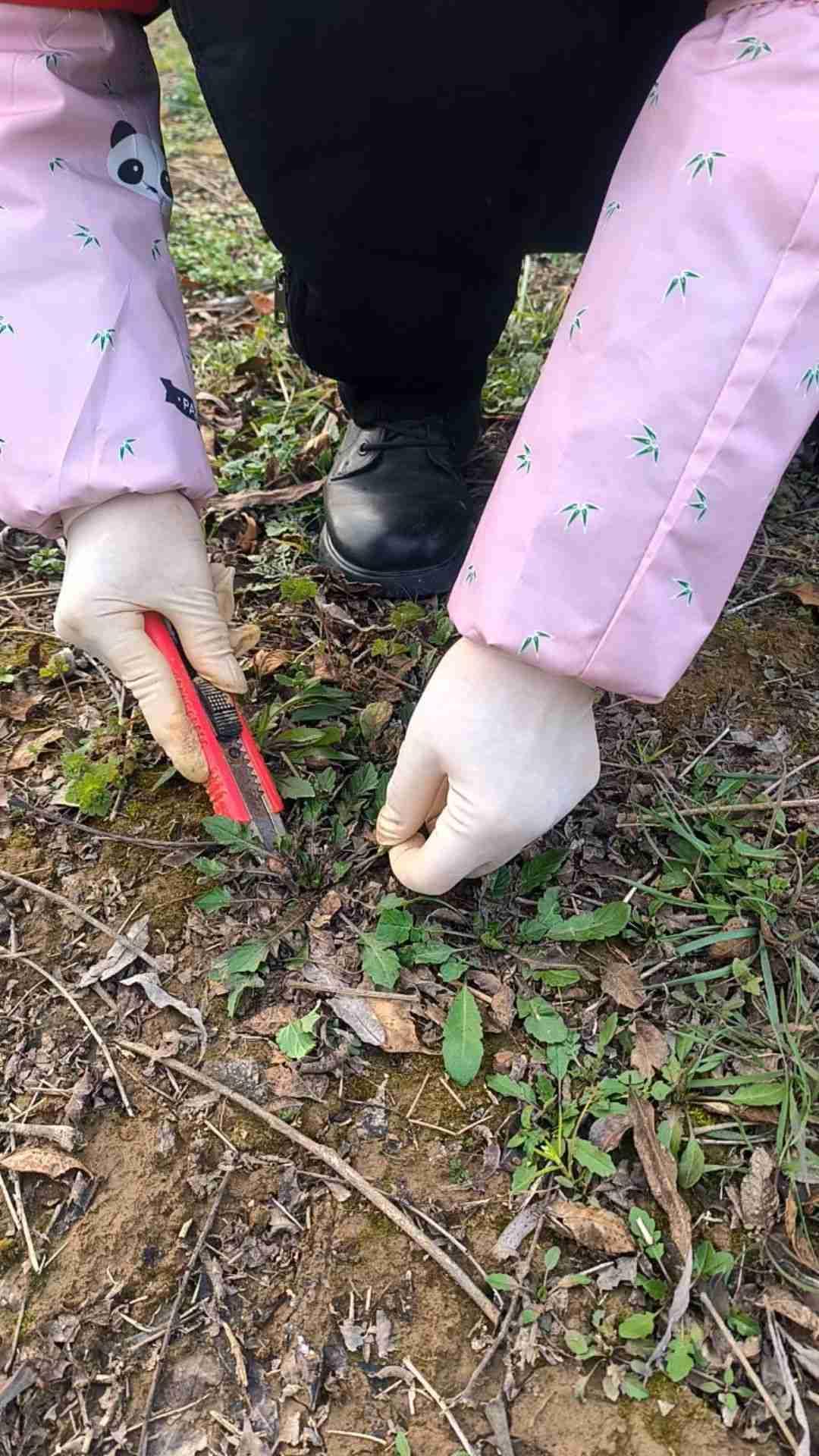 我的今日状态：🏝️旅行度假
我这里的天气：☀️晴天
真想回去跟着家人一起挖荠菜