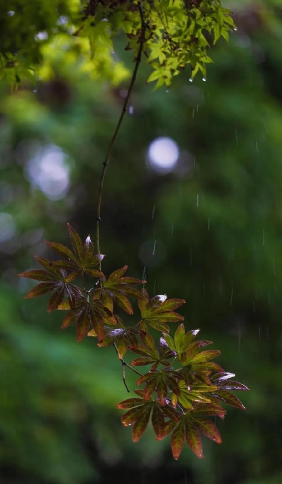 △八月十五巧遇雨△
🌧🍃☔️🍒
中秋佳节雨纷飞，
狂风代我去举杯。
玉液尽