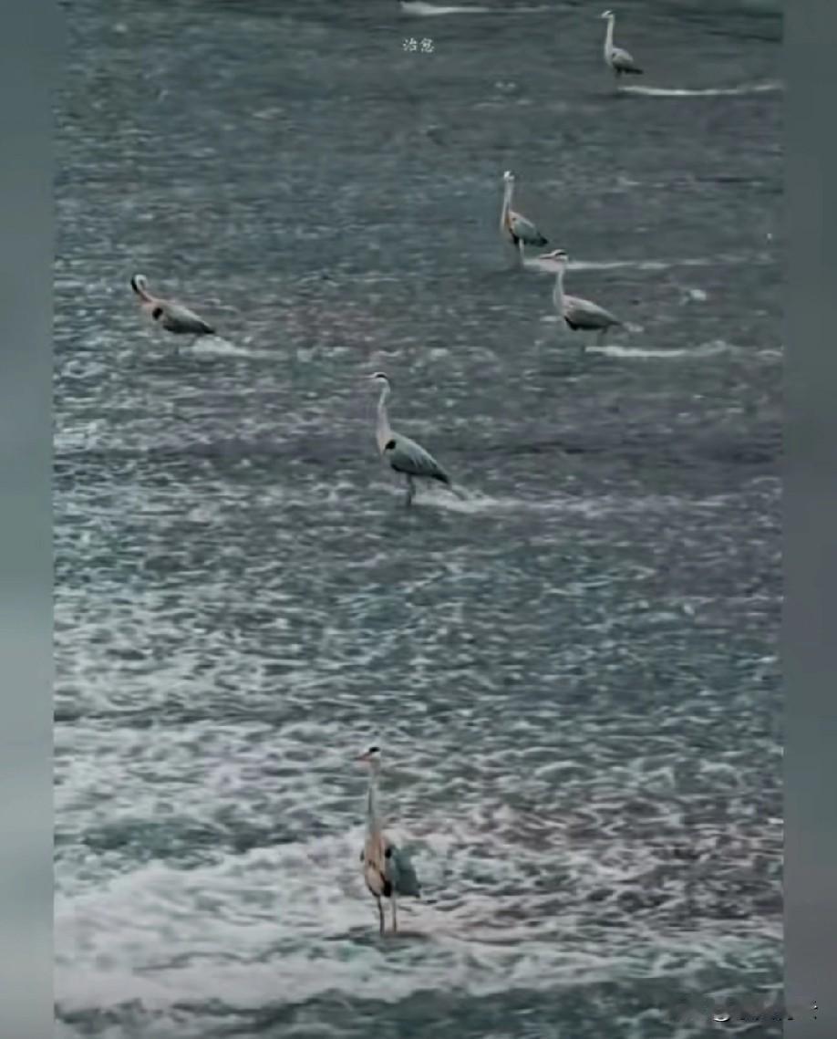 总感觉有逆流而上的感觉，
但一看参照物，
鸟在原地没动！[笑哭]