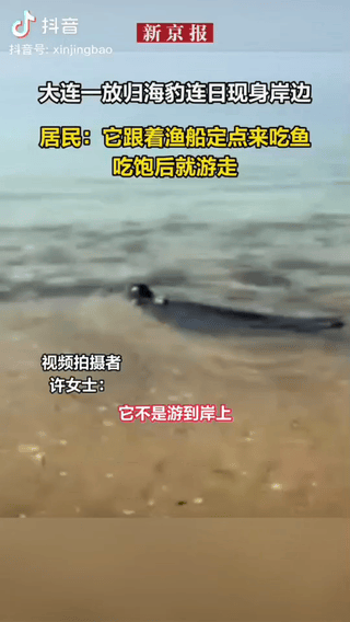 “成精了？”辽宁大连有一只小海豹，之前受伤被养殖基地救了下来，悉心照料痊愈后，大