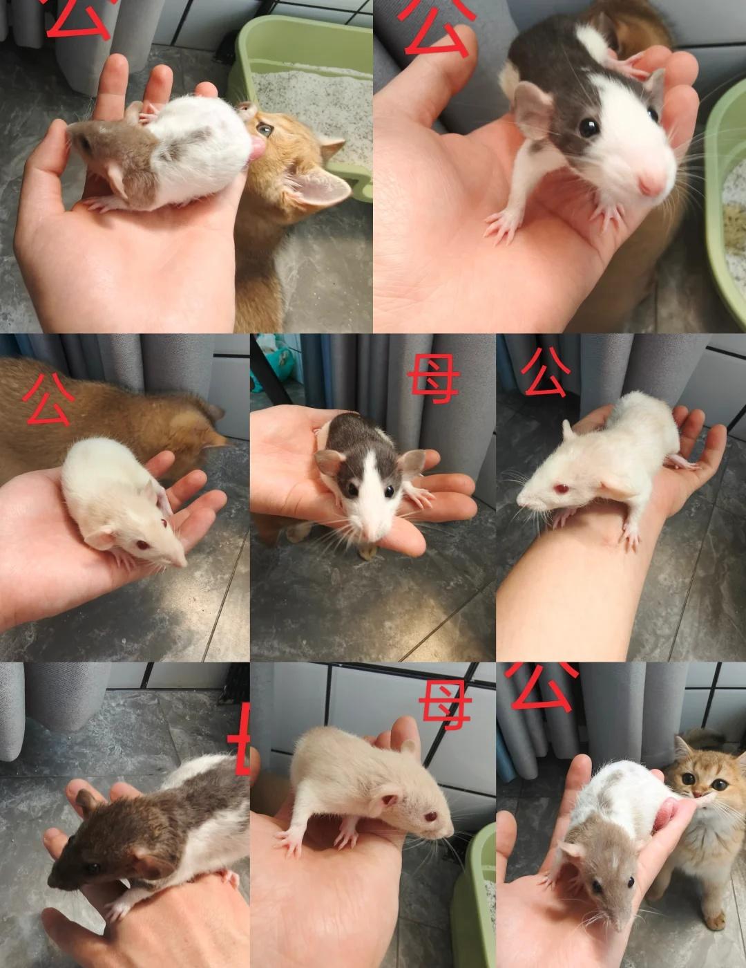杭州花枝鼠找领养
群友家的花枝鼠意外怀孕，八只鼠宝宝大夏天只能放窗外，求领养。需