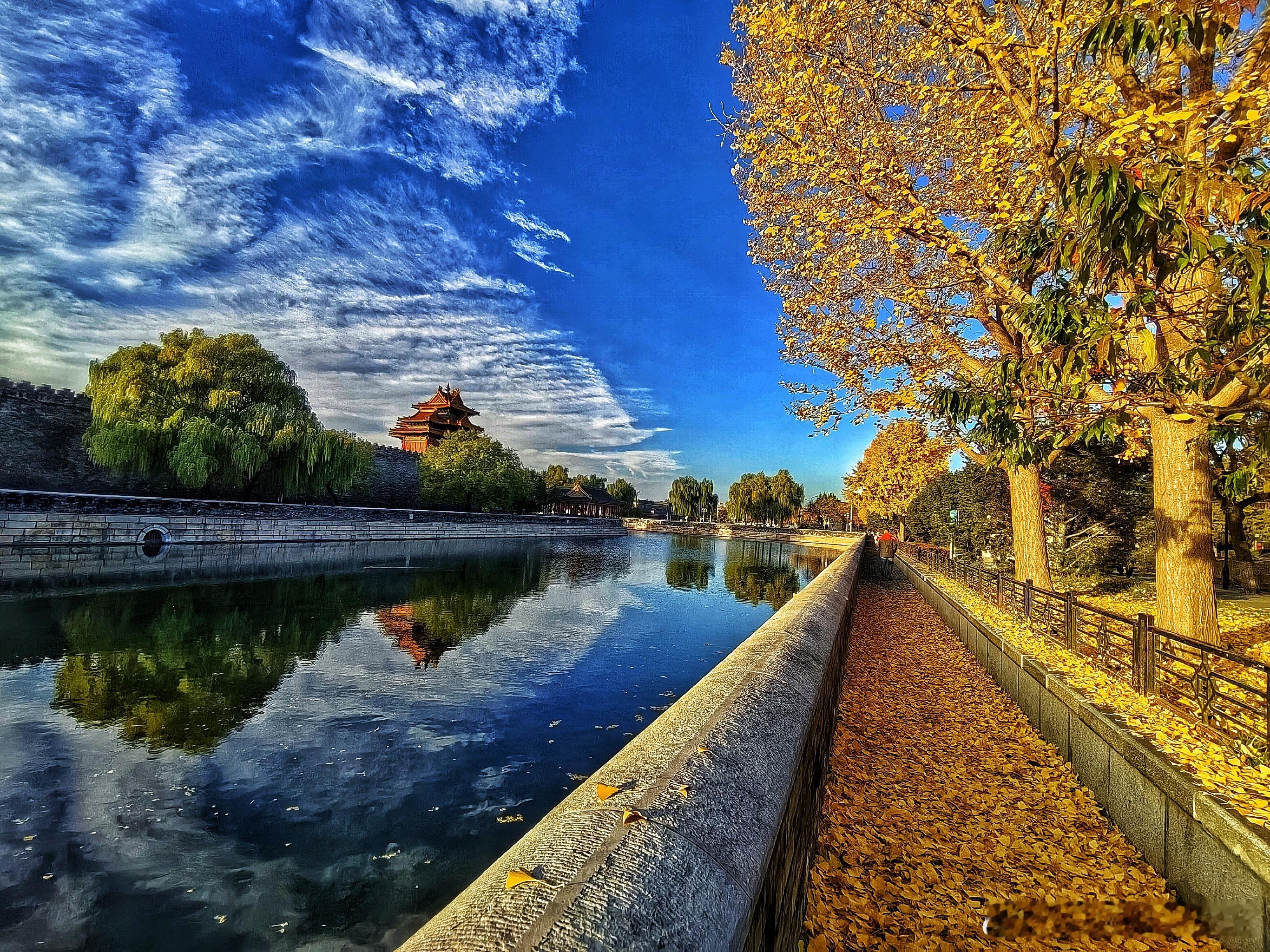 故宫角楼银杏2025.11.9摄影