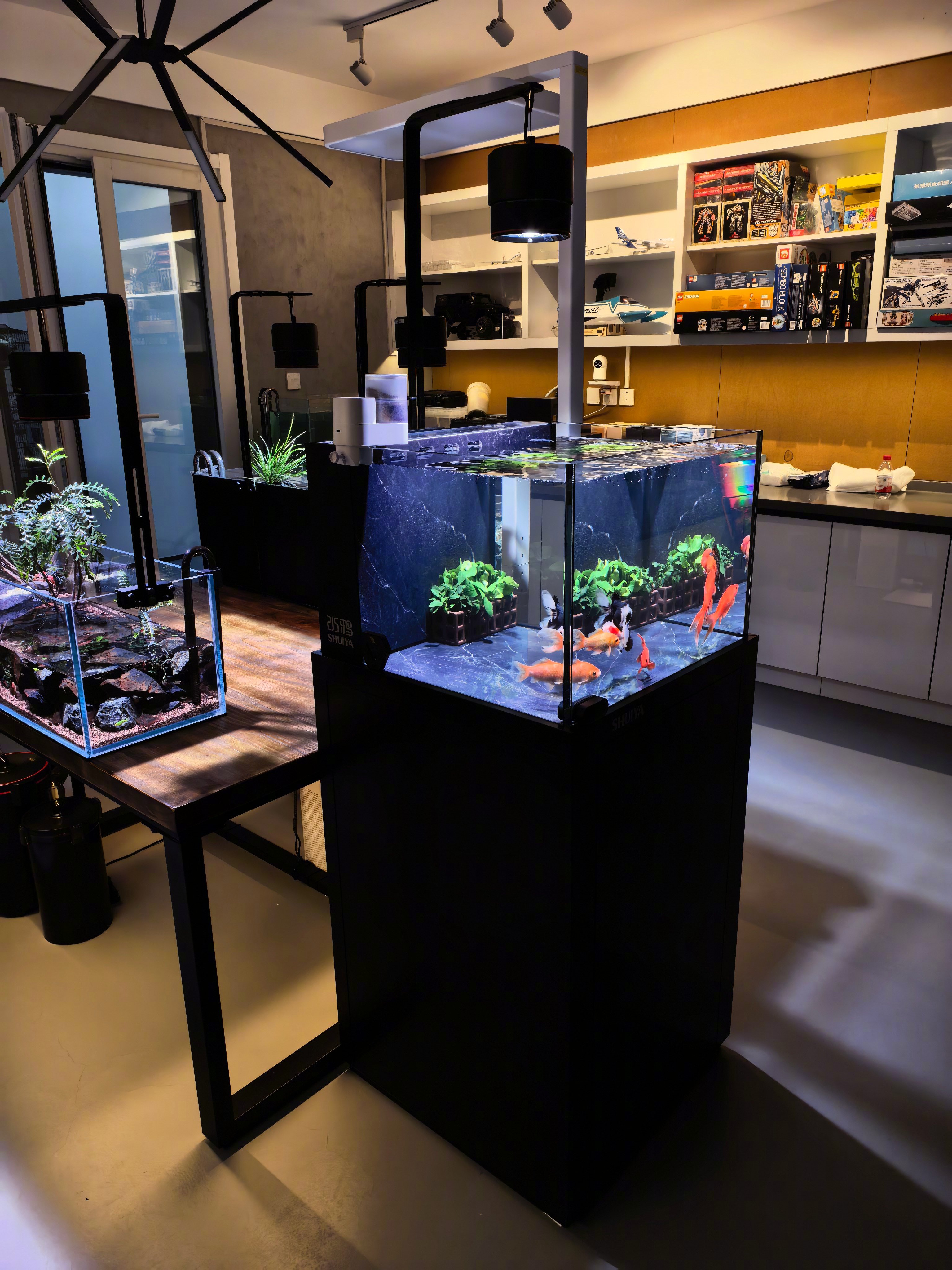 继续折腾鱼缸：把媳妇孩子的草金和泰狮缸给合并了。这俩种鱼来家里好久了，合缸风险很