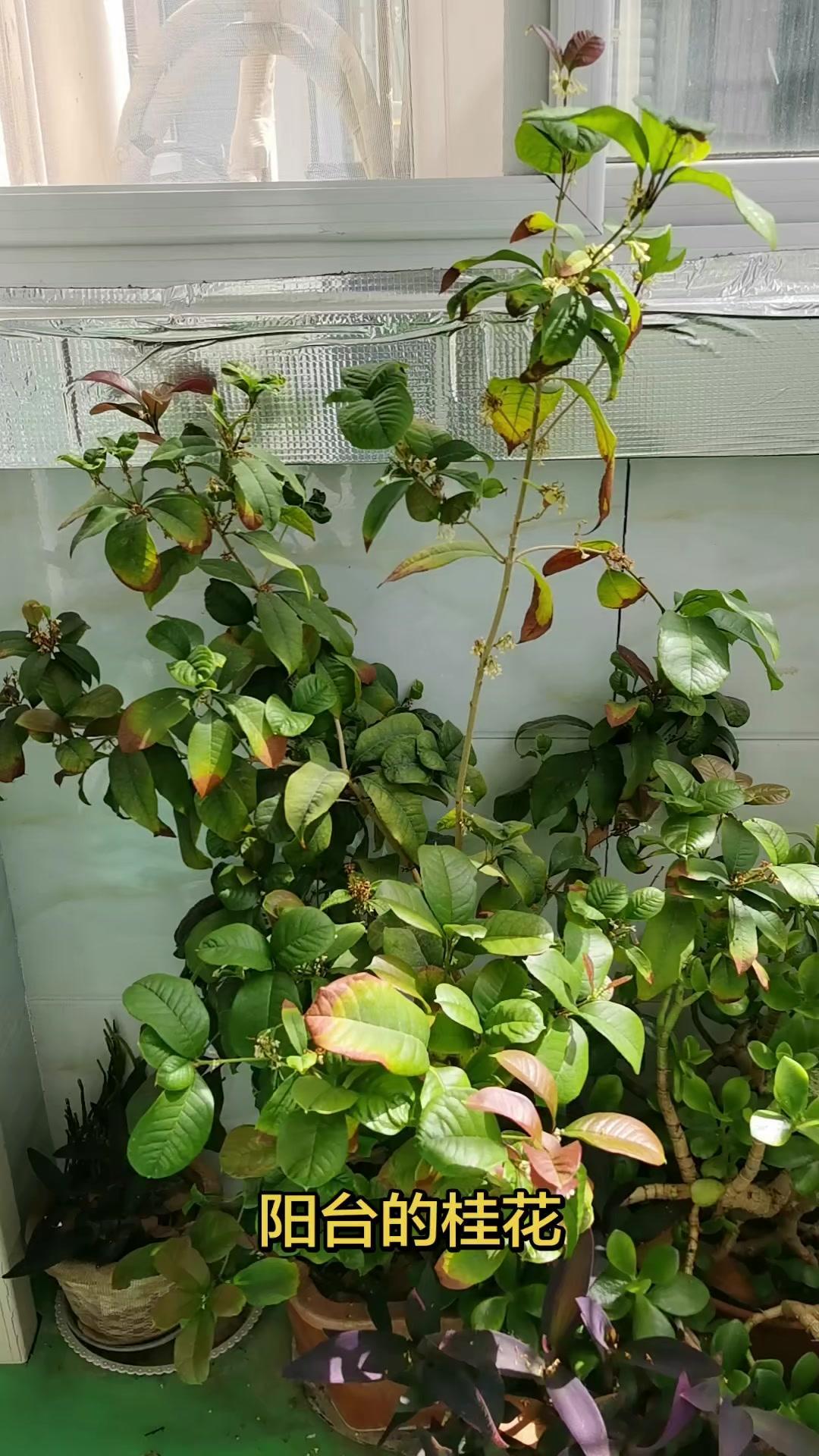 我家阳台养了棵桂花树，好几年了。每年开花的时候，香气特别清新。
每次来到阳台，或