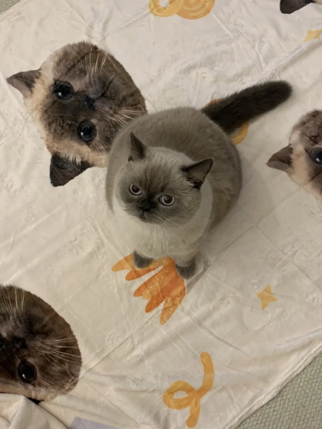 好多颗芝麻汤圆