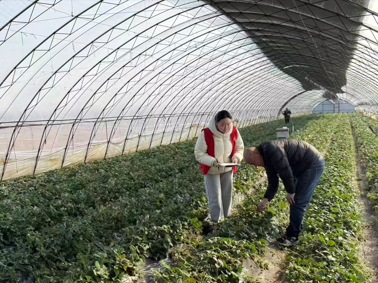 秦岭笑谈 【曲阜师范大学学子调研科技伦理嵌入农业现代化：构建负责任创新的乡村新范