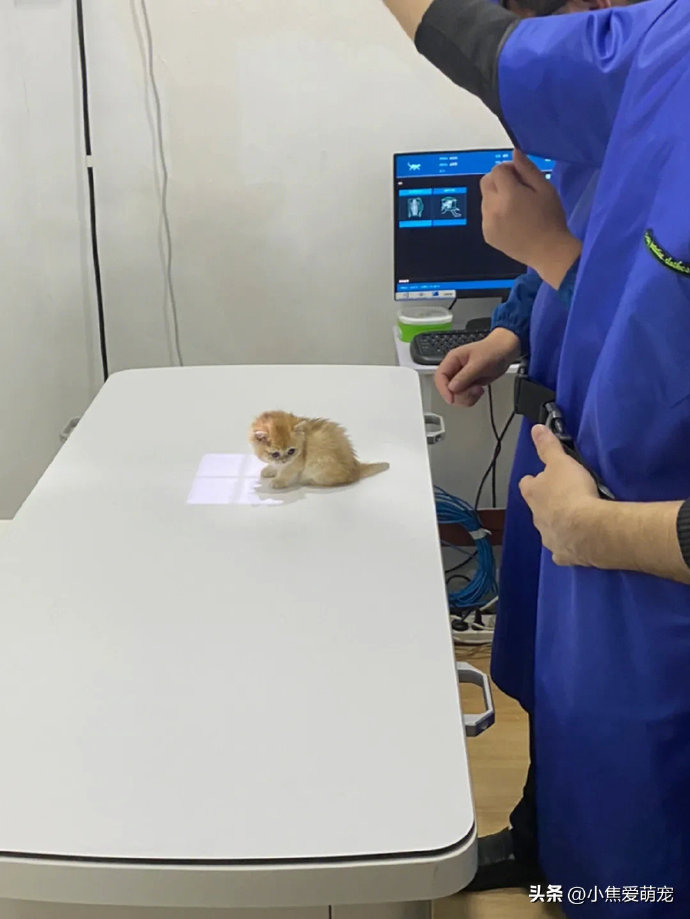 医生说这是他拍过最小的猫了，哈哈哈，摊开真的好像一根油条啊！ 