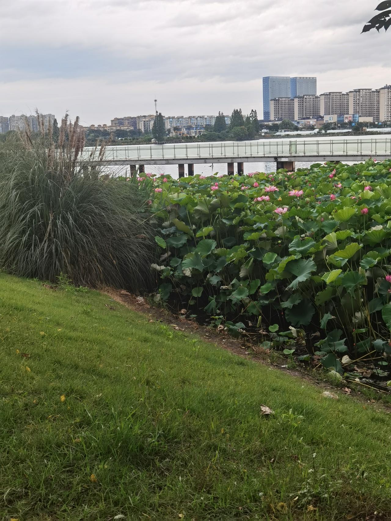 前天（6月18日），我就是在这里拍荷花摔了个仰巴叉，差点滚到湖里，把我自己都吓坏