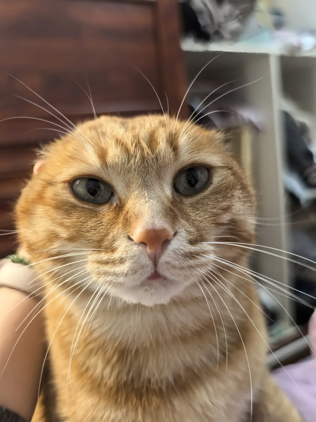 当猫咪没有耳朵……