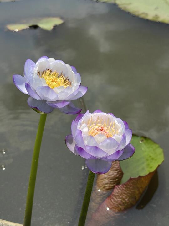 澳洲睡莲