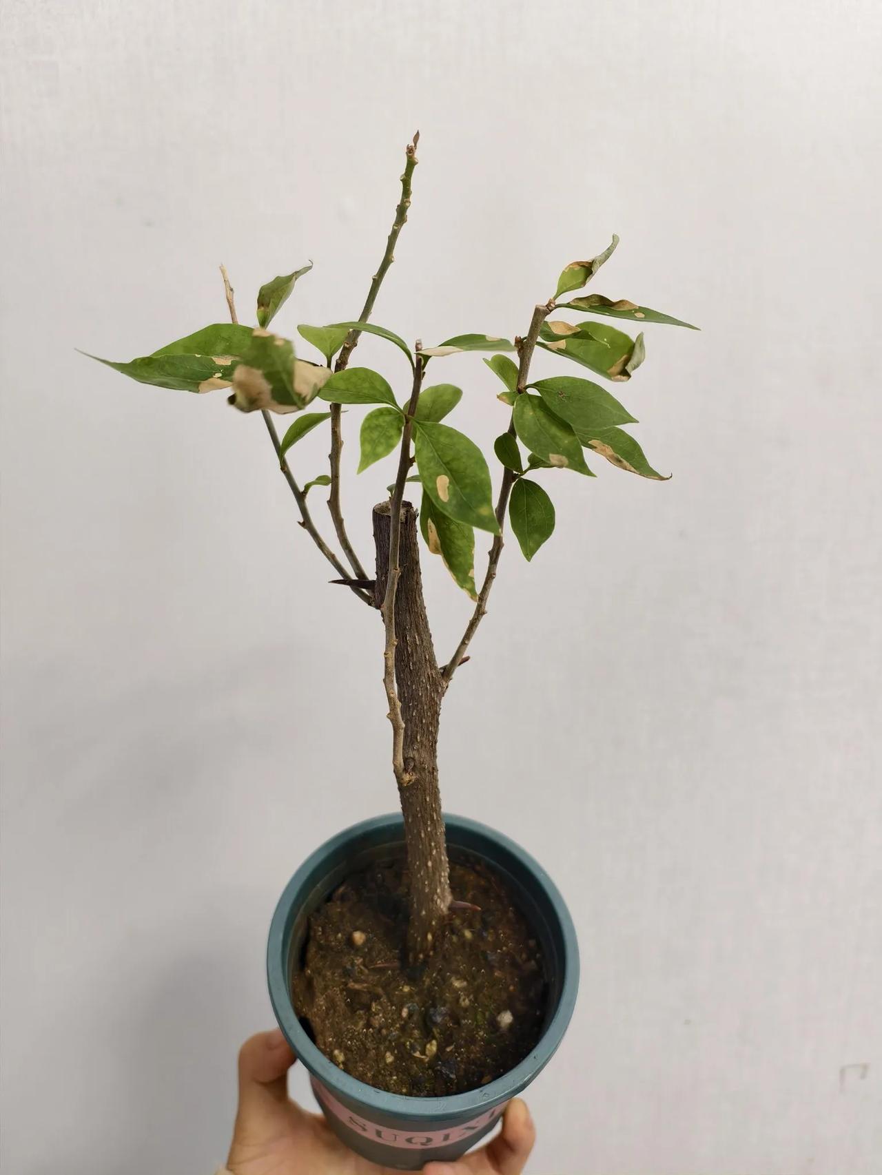 三角梅真的很怕冷，就冻了一下，叶子都快掉光了。