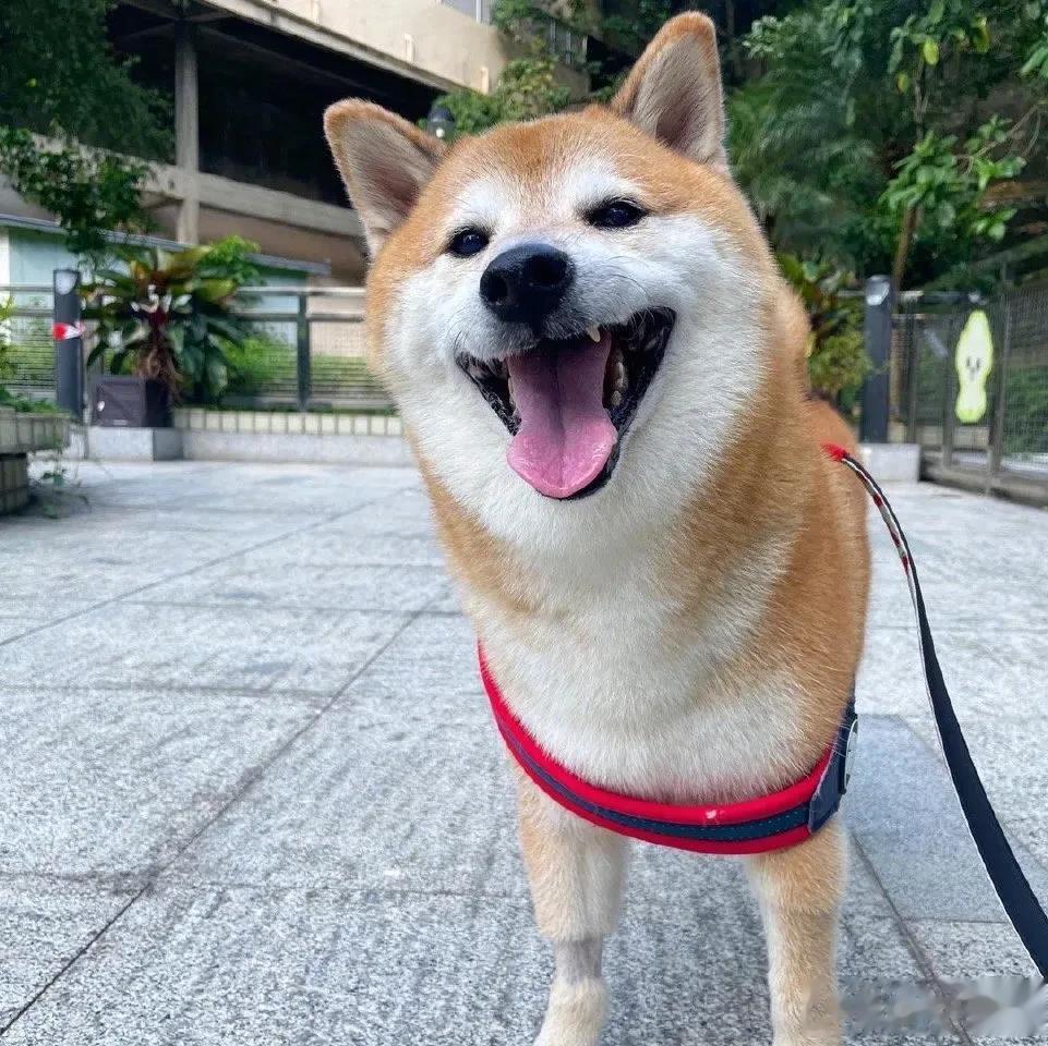 表情包小狗Cheems去世，主人回应废柴表情包柴犬去世！