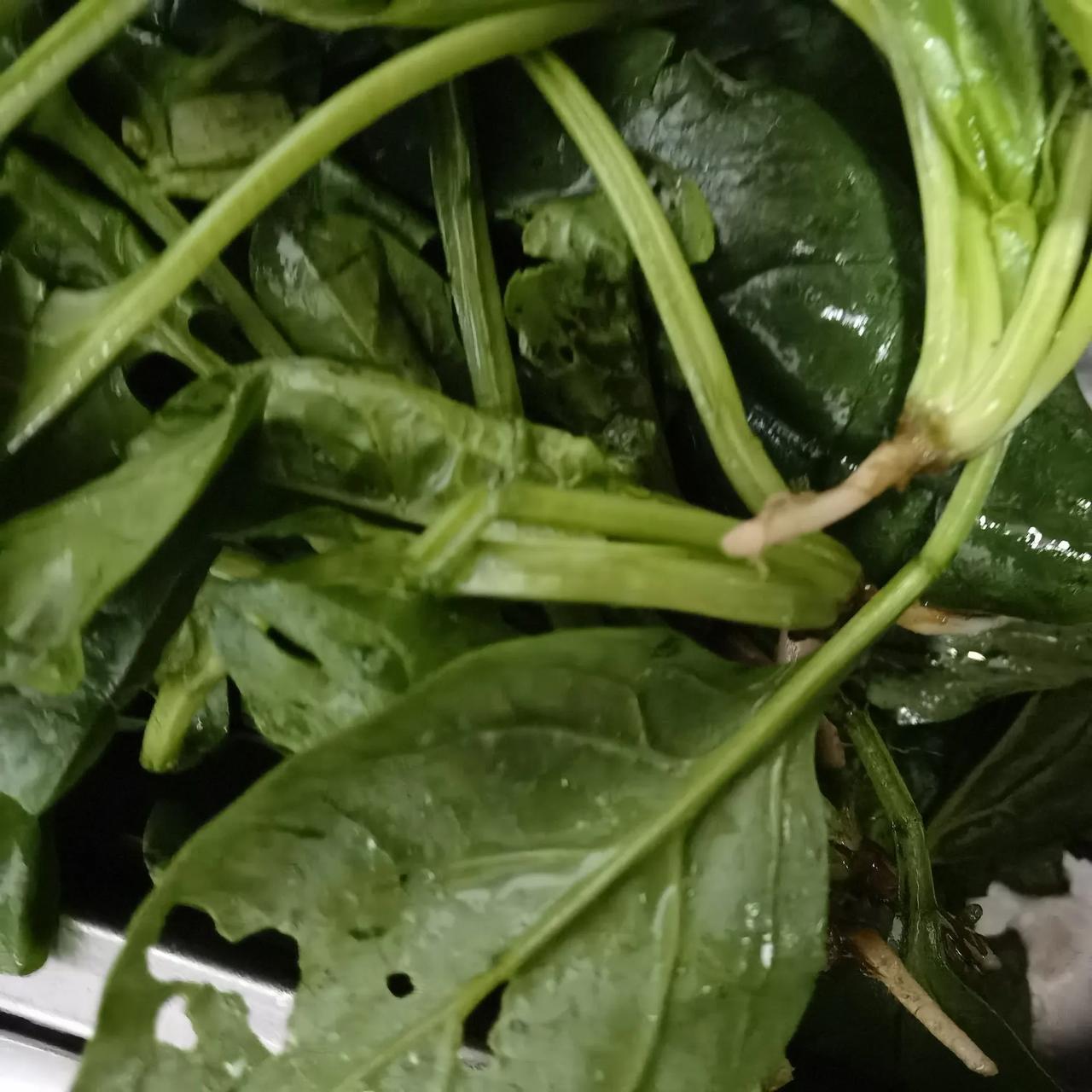 买菜不要买菜贩子洗过的！今天去关山菜场买菠菜6.5 元一斤，满以为是好菠菜，结果