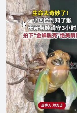 母亲带娃蹲守3小时拍下金蝉脱壳，网络讨论：怀旧、赞美与疑虑交织2026年7月15