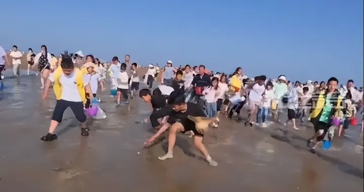 山东日照：海滩撒蛤蜊 提升游客赶海体验
