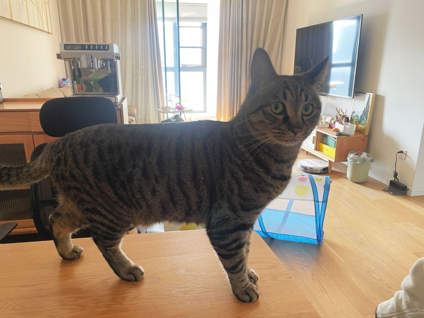 臭小猫不争气啊