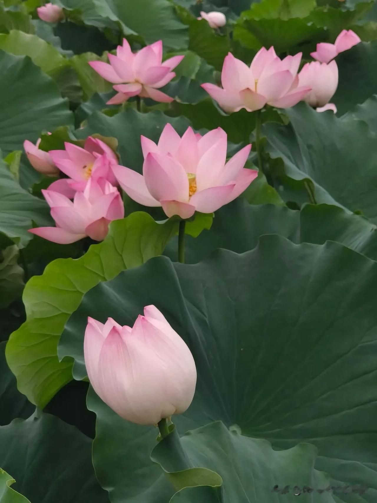夏日生活打卡季荷花池赏荷花！欢迎各位去避暑山庄去观荷花赏美景，开心快乐每一天才是