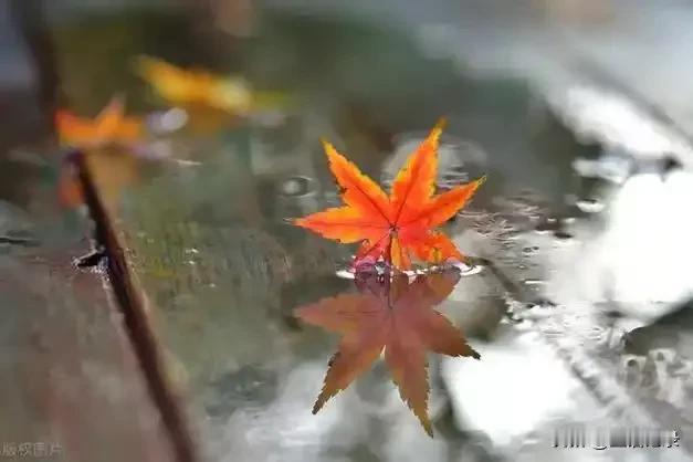 只听见偶尔从房檐上滴落下来的雨滴，在雾气浓浓的清晨发出一点微弱的声响，其他，全是