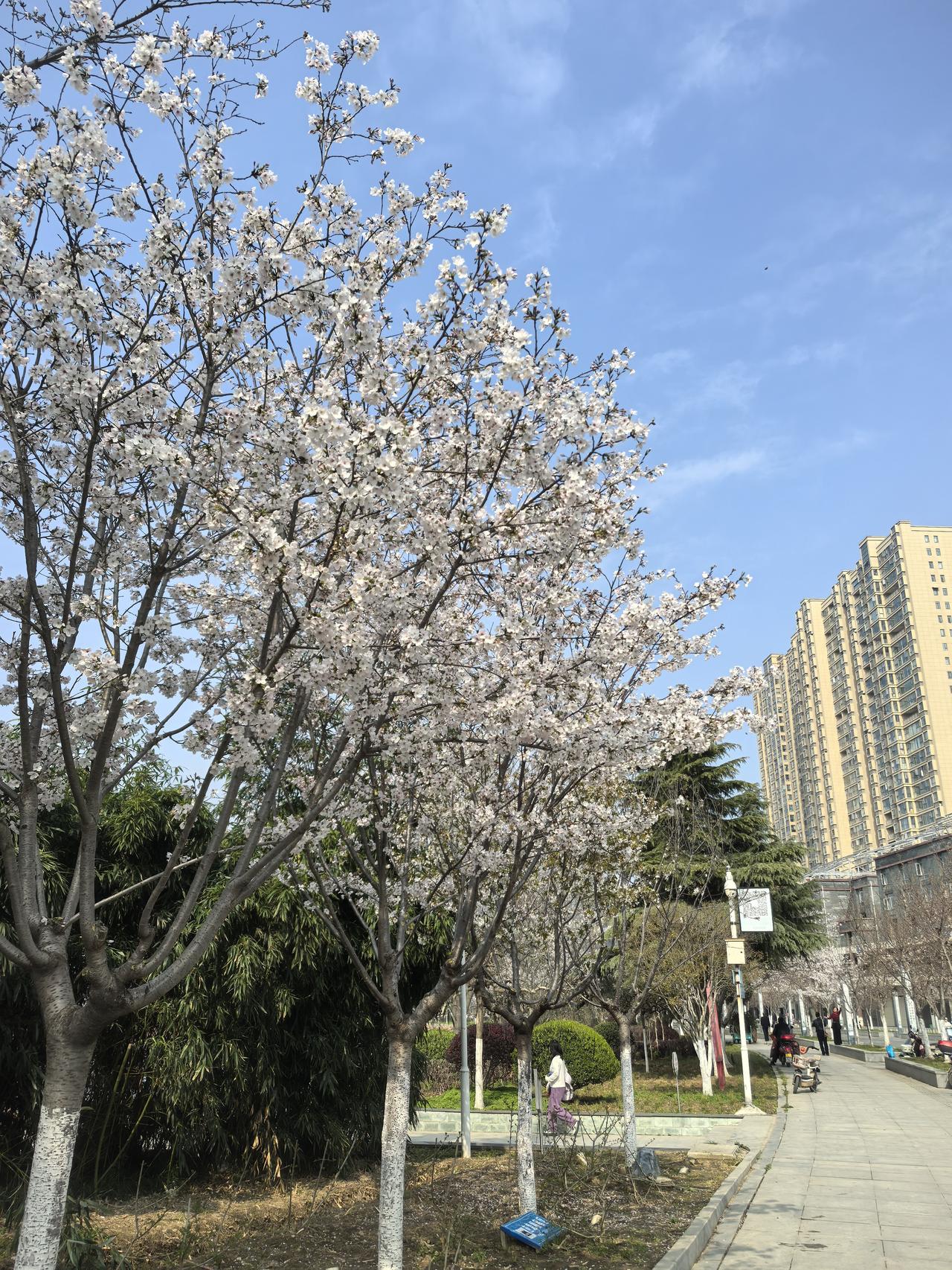 3月22日，阳光正好。西湖，樱花开了，很美。