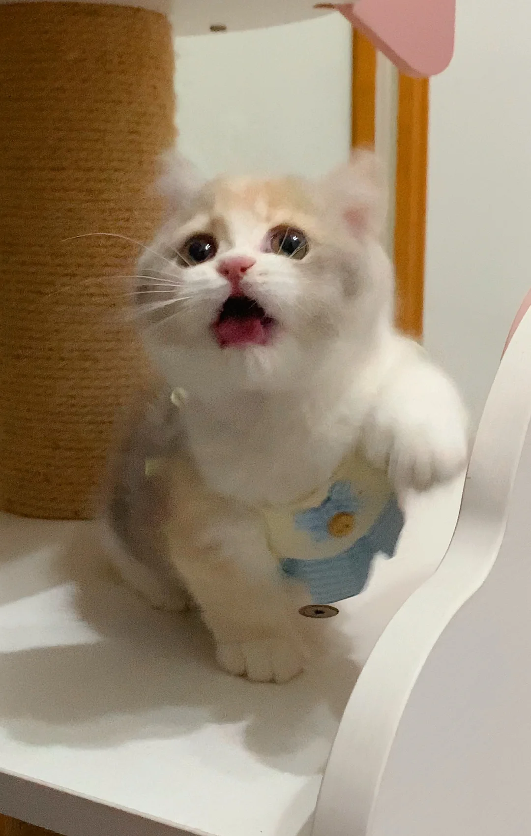 待售|三花矮脚妹妹