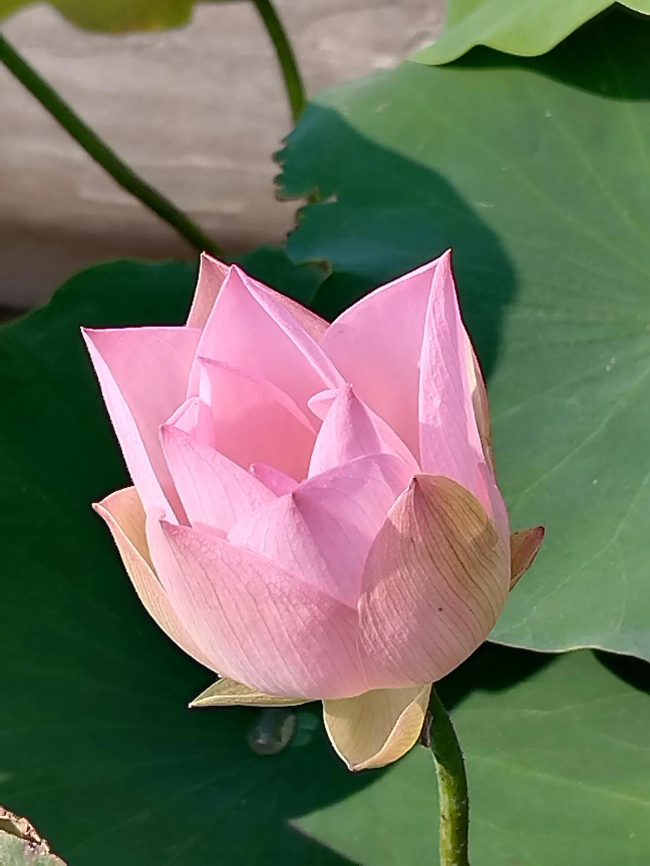 临江仙（贺铸体）   八一来临有思
八一来临思战友，
凭栏望尽西阳。
几多往事内