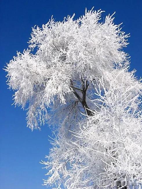 雪白如银，冰封世界。人间百态长，烟茫草木含
