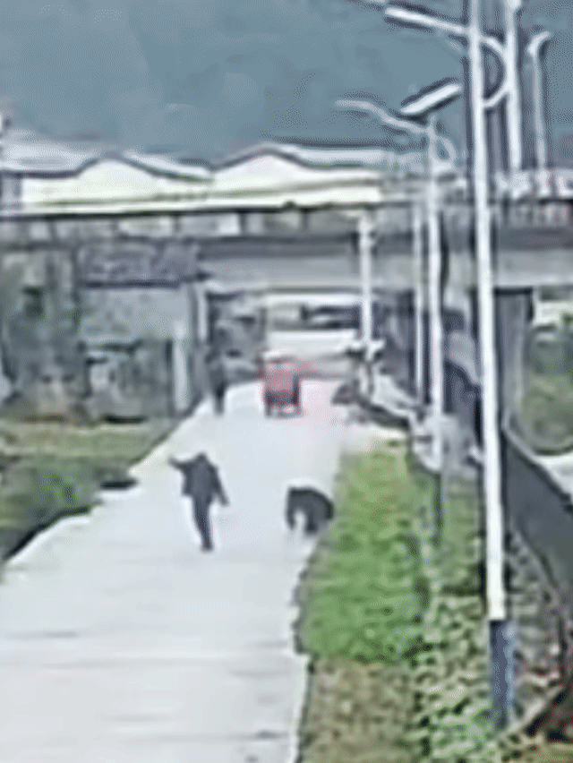 事发重庆巫溪，一老人正在被野熊追咬
视频可见这野熊体积庞大，奔跑有力，老人才跑出