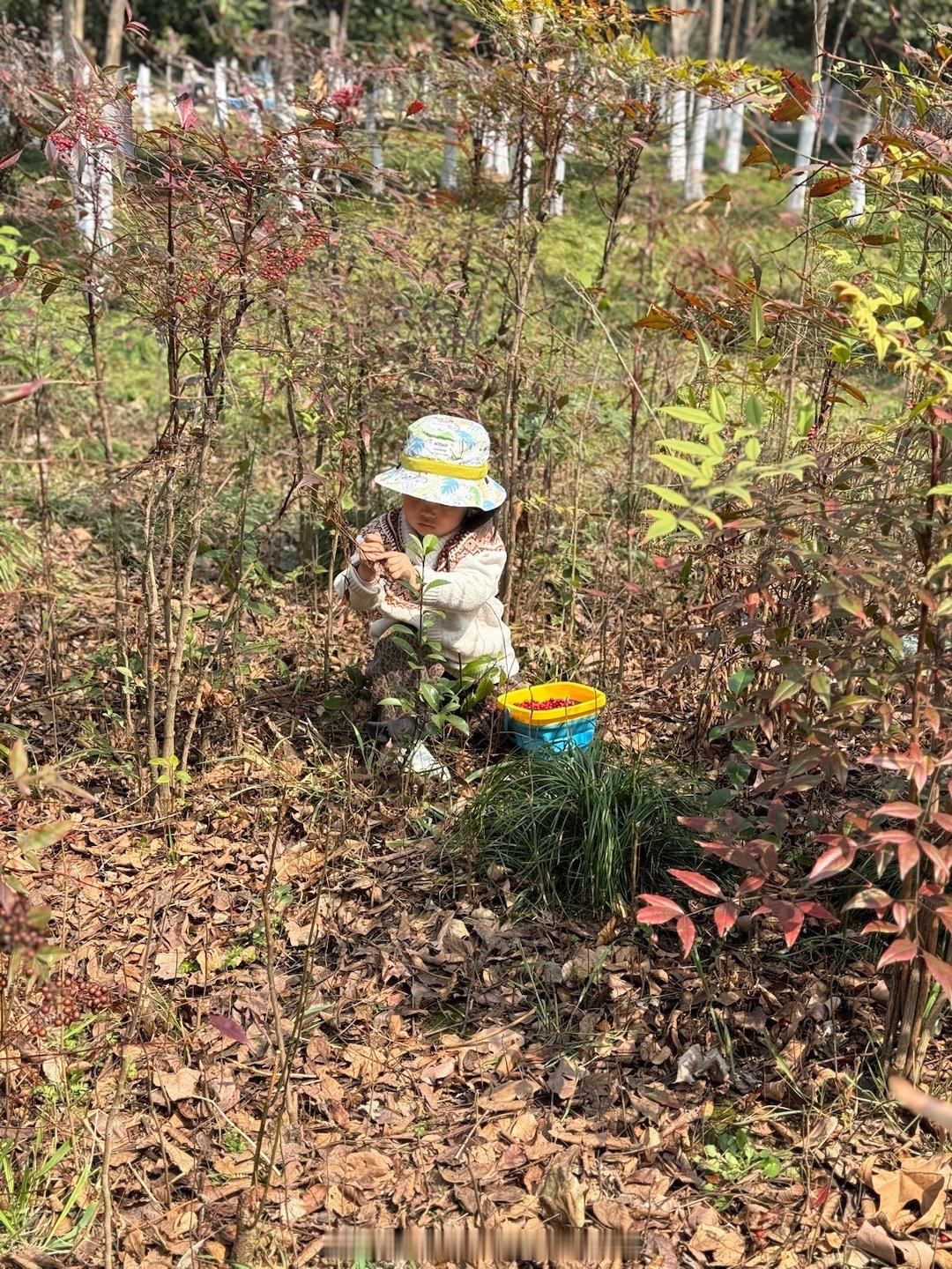 今日获得摘浆果比赛第一名[doge]摘了一个小时，累死我了，孩子还要摘。 摘完了