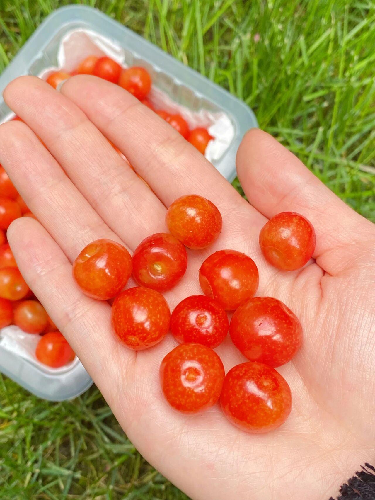 樱桃🍒红了

以前的樱桃🍒很小
挂在树枝上如同红玛瑙
现在的樱桃🍒太大
疑