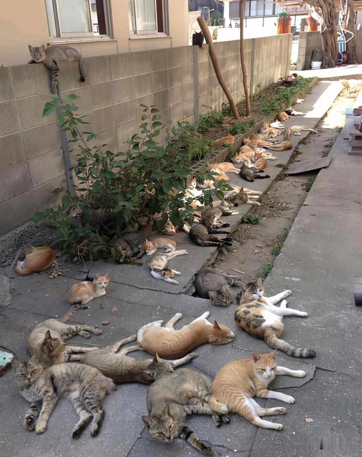 这条路是爱猫人士的天堂
