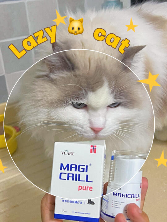 家人们谁懂啊！猫咪掉毛期像蒲公英现场