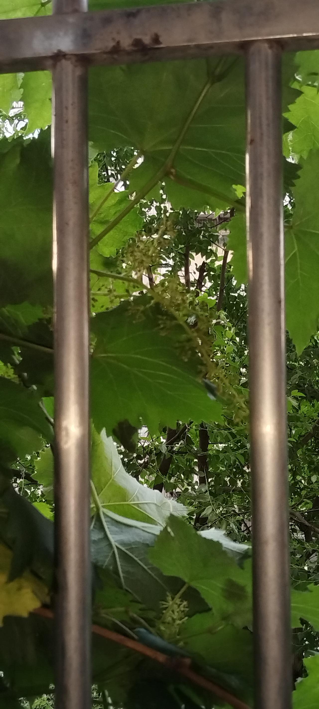 这张照片是我栽的巨丰葡萄爬上防护窗的照片，葡萄藤蔓距离葡萄根部地面有10几米远，
