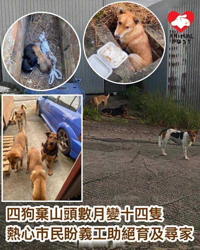 要爱护动物香港法律「四狗疑被遺棄山頭 幾個月後變14隻 熱心市民盼義工助絕育及尋