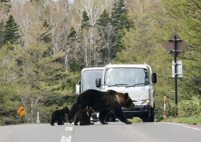 事实上，熊灾的出现与当地生态环境、人类活动等多种因素密切相关，与中国毫无关联。且