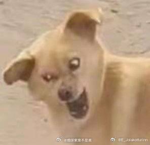 今天看了太多高市早苗眼睛不舒服，加上过敏眼睛就更痛苦了。怨我自己，贪小笑话吃大亏