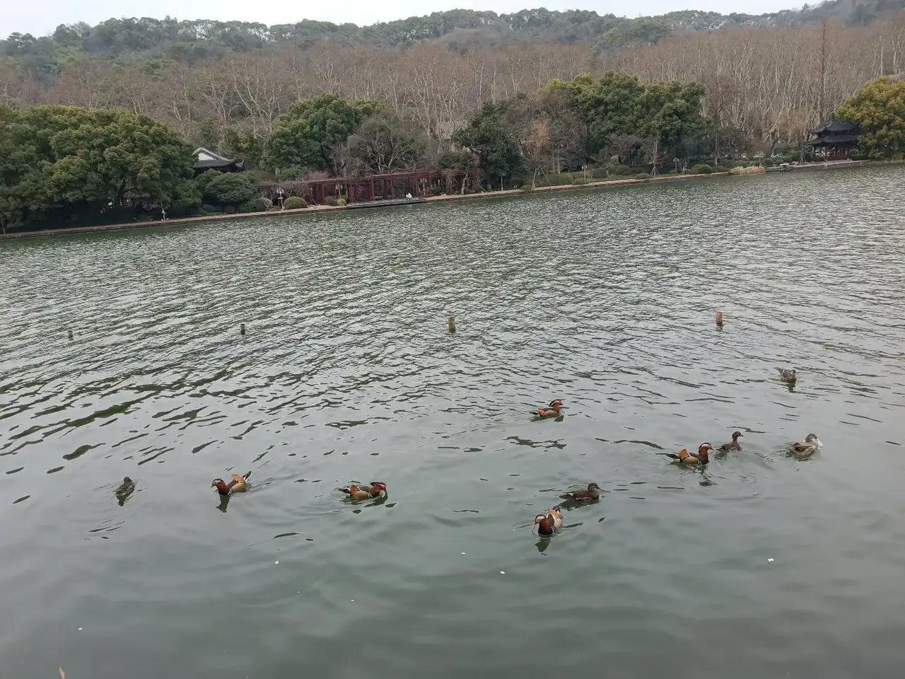鸳鸯是西湖边的最一道靓丽的风景线，但是今天在西湖我看见一个男的带着自己的儿子，儿