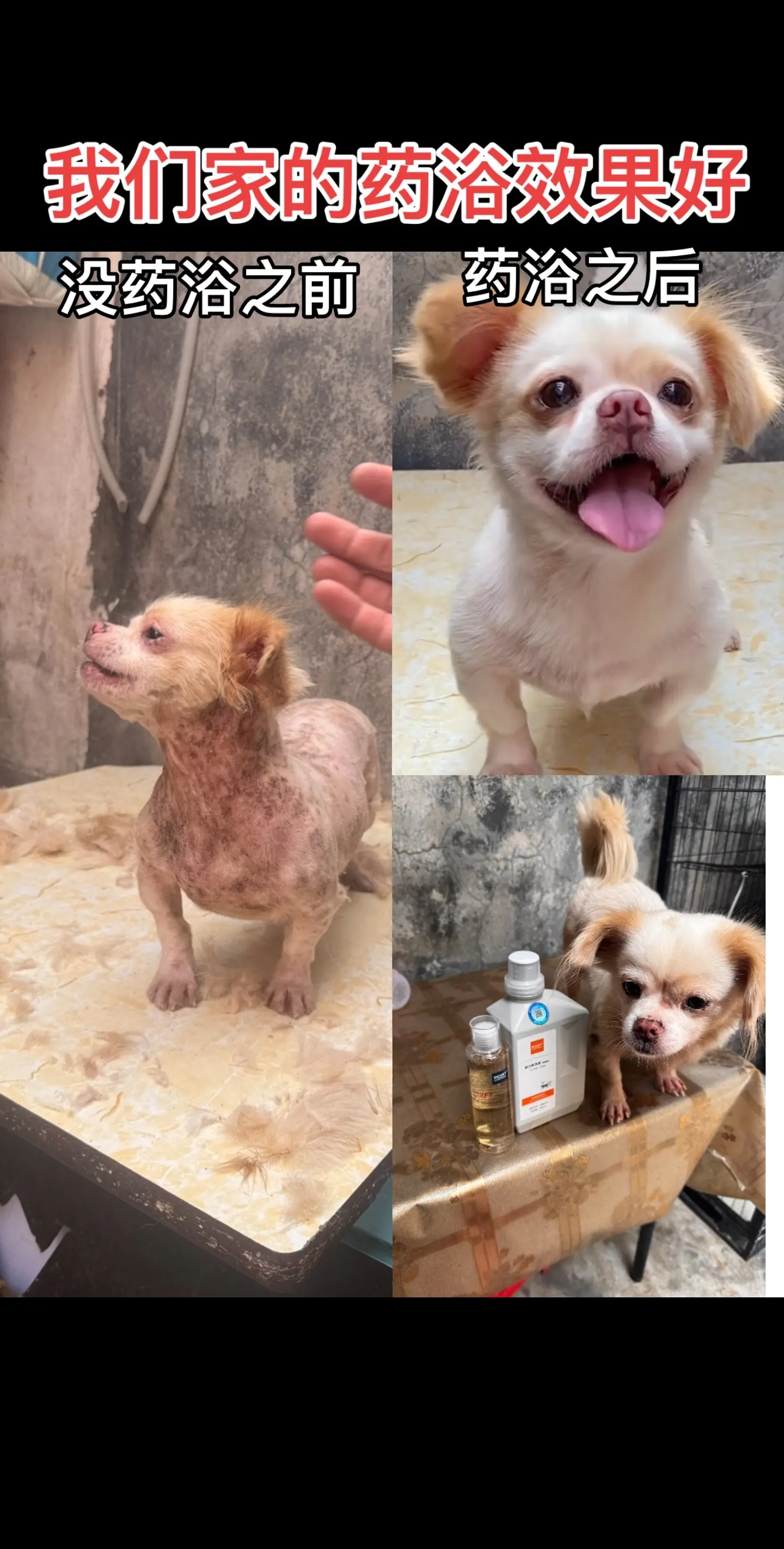 我们家小黄的皮肤问题一直反反覆覆不停，每当换季节或者干燥的时候，他的皮...