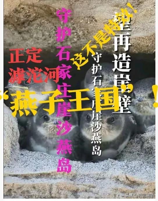 【正定崖沙燕，守护】石家庄藏个“燕子王国”！石家庄人，快来看吧！密密麻麻的崖沙燕