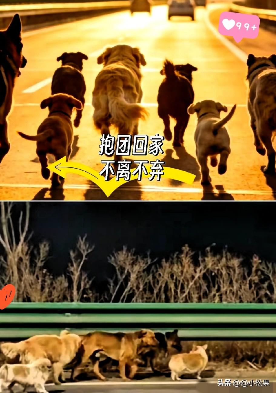 长春这7只狗狗，用17公里生死归途，给无数人上了一堂关于情义的课！

3月16日