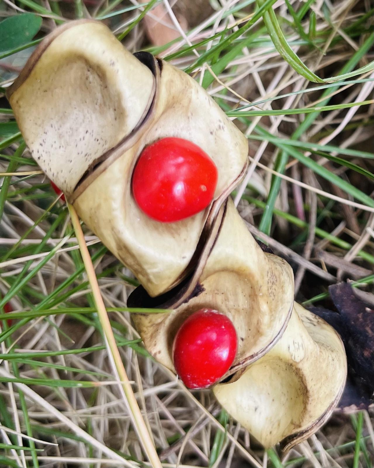 算算这一瓶红豆，能有相思几斗？