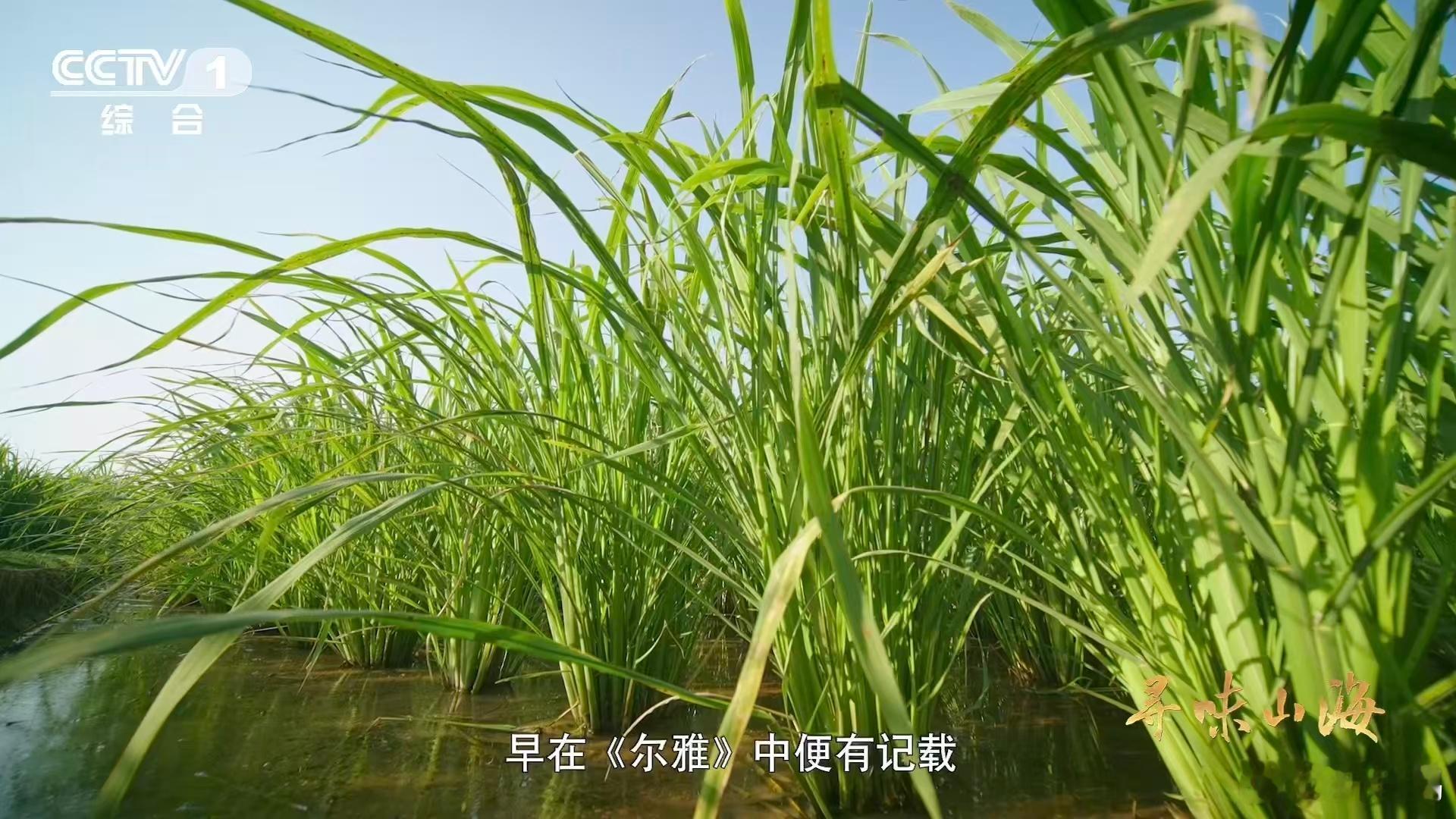 茭白被古人比作美玉茭白是陆游严选食材 能被大诗人陆游写进诗里的食材，到底有多绝？