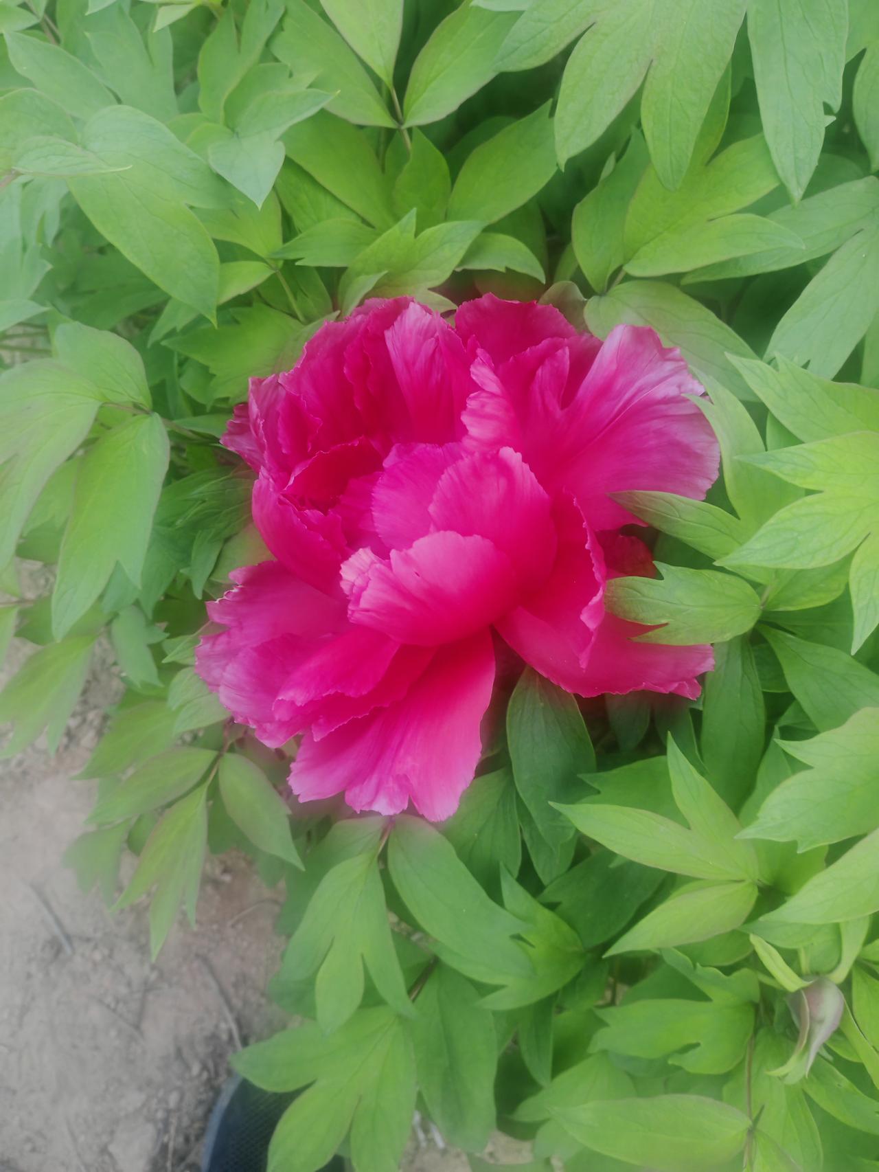 特写镜头下的牡丹春日暖阳里，一朵艳红牡丹于绿叶间傲然盛放。层层叠叠的花瓣如锦缎般