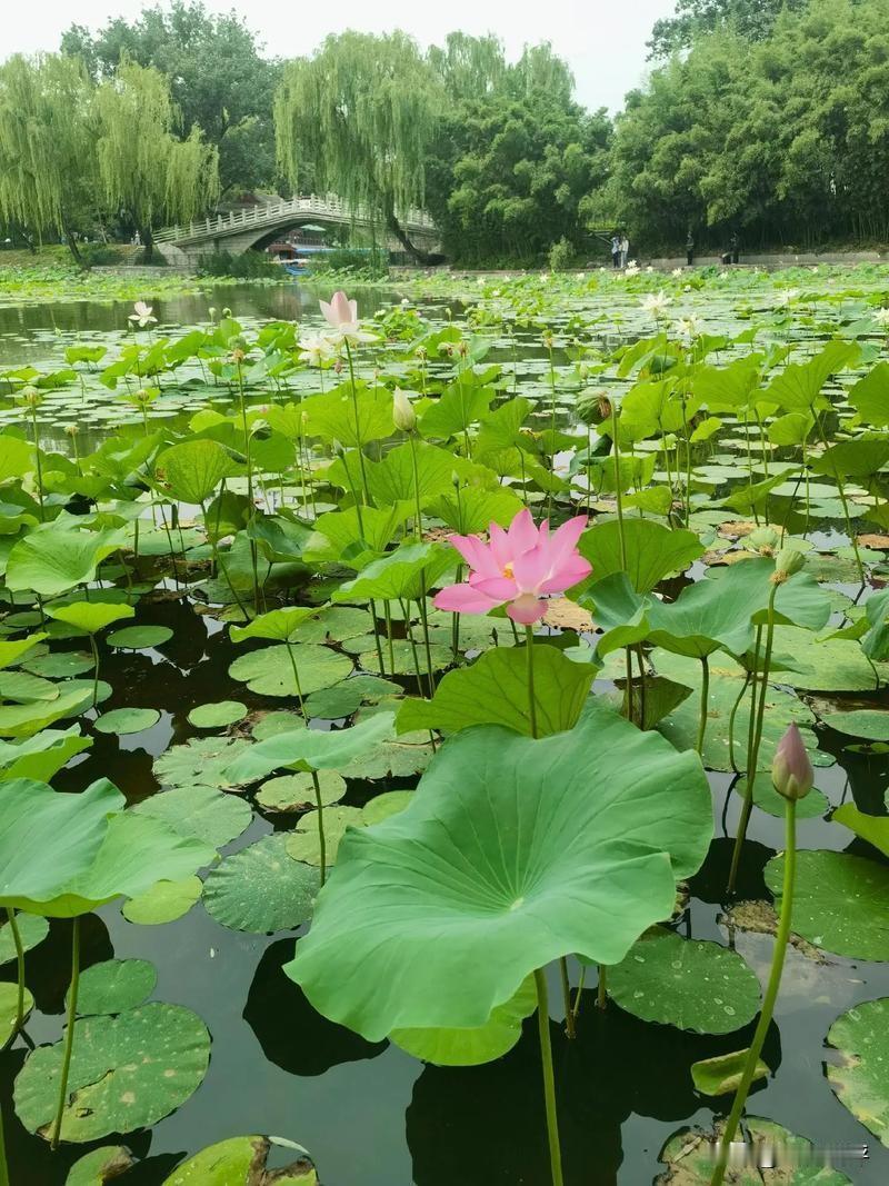 夏荷初绽，晨露晶莹！宛如一场视觉盛宴。清晨，晶莹的晨露点缀在花瓣上，每一朵花都迎