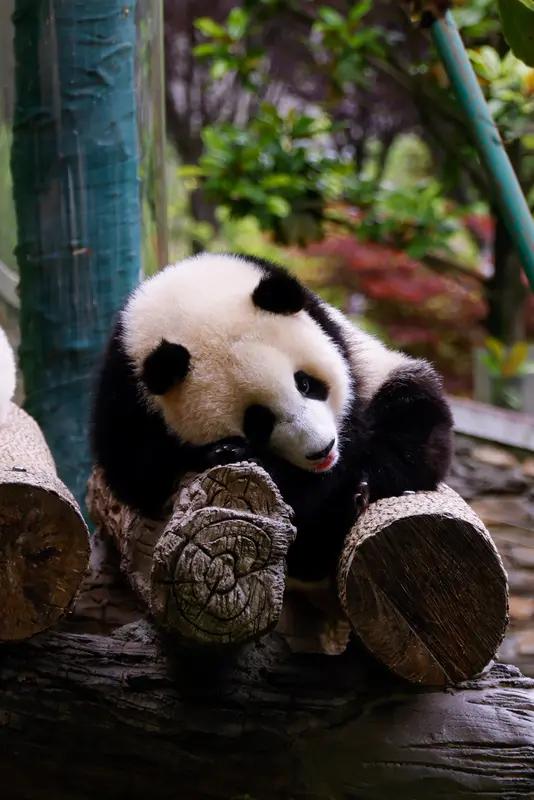 太可爱啦！福宝贝！俗话说的好，好出门不如歹在家！祖国妈妈永远都爱你！待在妈妈的怀